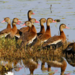 Black-bellied whistling ducks now breed in 90% of Texas counties; how the tropical species spread across the US |
