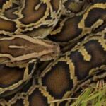 Burmese python males undergo a dramatic seasonal hormone shift before breeding; scientists tracked testosterone and corticosterone in Florida snakes |