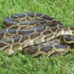 Burmese pythons and invasive plants are reshaping the Everglades; some native mammals have declined by about 90% while melaleuca has covered more than 40,000 acres |