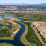 California restored former grazing land at Dutch Slough into tidal marsh; between 2020 and 2025 Marsh Wren density jumped from 0.15 to 18.47 birds per hectare, an increase of more than 12,000%
