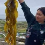 California scientists grew kelp in a lab at 74,000 spores per millilitre; they are now planting the young forests back into the ocean  |