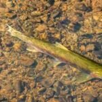 California's Mendocino rivers witnessed a record 30,000 endangered coho salmon; a decade ago, some runs had fewer than 3,000 fish  |