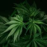In 2021, a California couple bought a home and faced more than $1 million in fines linked to the previous owner's cannabis operation; five years later, a settlement cleared the disputed penalties