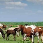 A South Carolina family raised cattle and horses on its farm for generations; in 2025, it permanently protected 2,000 acres from development in the largest such deal in Laurens County's history