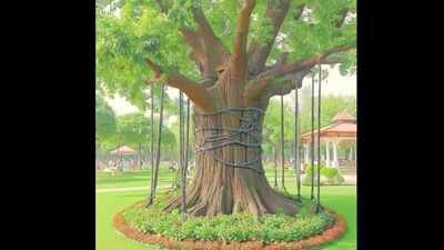 “I am under arrest”: A banyan tree in Pakistan has been chained and ‘arrested’ since 1898 because…