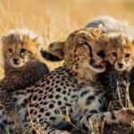Meet Kuno National Park’s newest little stars: India-born cheetah KGP12 gives birth to 4 cubs; “truly historic and joyous moment for Project Cheetah”