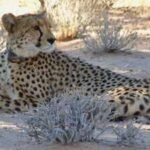 Cheetahs disappeared from Zambia's Greater Luangwa for nearly 30 years; six are back as conservationists rebuild the ecosystem |