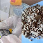 Scientists studying ancient Siberian bone fragments used DNA to identify a previously unknown extinct bovine related to modern yaks that followed its own evolutionary path for hundreds of thousands of years