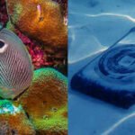 In a Hawaii coral experiment published in October 2026, scientists put an underwater speaker beside 3D-printed structures and bacteria-coated concrete blocks; coral larvae settled on coated blocks but not bare controls