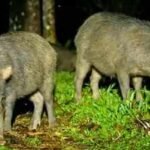 Costa Rica releases 13 white-lipped peccaries after an 18-year absence; the animals disperse seeds from 57 plant types |