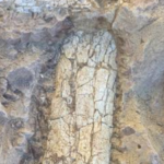 Crews digging 12 feet below a California infrastructure project uncovered 40- to 45-million-year-old bones of a large hoofed mammal; paleontologists spent seven days extracting the fossil from hardened rock