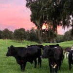 In 2015, a Florida couple bought a 210-acre farm near Gainesville and rescued three cows; 10 years later, Critter Creek Farm Sanctuary spans 420 acres and is home to more than 180 cows, donkeys, pigs and other rescued animals