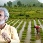 In 1997, this Odisha man left his job and built a seed bank that hands out traditional rice varieties to farmers; years later, Debal Deb's effort is rescuing India’s rice diversity |