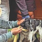 Dog stranded for 20 days between cliff and raging river rescued in Nepal