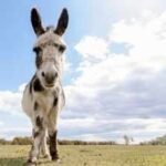 In 2015, researchers began tracking wells dug by wild horses and donkeys in Arizona’s Sonoran Desert; by 2018, they found some supplied up to 74% of available surface water and were used by 57 vertebrate species