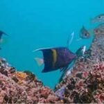 Dubai is growing coral in hotel lagoons before moving it back to the sea; the unusual nursery has produced more than 2,500 coral fragments