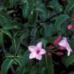 During World War II, Australia cultivated an invasive Madagascar vine for rubber; it later became one of Queensland's worst weeds |
