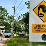 Eight rope bridges over an Amazon road recorded 15,000 wildlife crossings in Brazil; not a single roadkill was recorded | World News