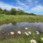 England put £25 million into 20 nature projects in 2024; two years later, they had improved 4,800 hectares, planted 127,500 trees and beaten the programme’s habitat target by nearly 30%