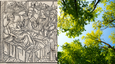 Europe’s plant diversity fell after the Black Death as farmland was abandoned; analysis of 109 fossil pollen records shows it recovered as cultivation returned﻿ |