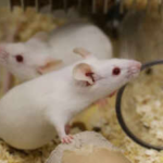 Researchers studying ageing in mice found that declining cellular recycling helps 'zombie cells' evade immune clearance; restoring the process improved their removal and reduced age-related inflammation