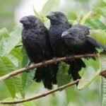 Farmers brought this bird to the Galapagos to control cattle ticks; after one El Nino, thousands of them appeared across the islands replacing native birds