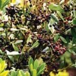 Faya was brought to Hawaii for its berries and later used in reforestation; by 1937, it was considered invasive and was threatening native plants |