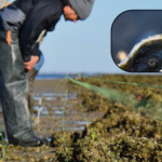 Florida rebuilt a degraded offshore oyster reef with dolomite limestone in 2018; within six months live-oyster density rose from near zero to 91 per square metre, and by year five it had reached 244