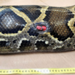 Florida scientists tracked 142 invasive Burmese pythons for 20 years and found that all four expelled tracking devices came from pregnant females