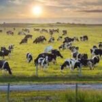 ​Florida permanently protects nearly 1,500 acres across two cattle ranches with $8.7 million in conservation easements, preventing future development while preserving farmland and wildlife