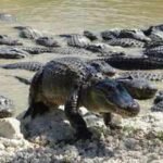 Florida's alligators create deep-water ponds during dry seasons; these predators help other animals survive |
