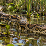 Florida's Burmese pythons are carrying three previously unknown RNA viruses; scientists are investigating whether they could reach native snakes