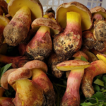 For 100 plus years people in distant parts of the world have reported seeing hundreds of tiny, colourful humans after eating certain wild mushrooms, and scientists say they have now identified the mushroom behind it