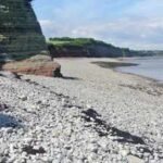 Fossil jaw found on Welsh beach helped scientists solve a nearly 200-year mystery about ancient fish teeth and reveals two distinct species |
