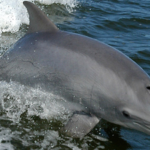 France paid people to kill Mediterranean dolphins in 1865 to protect fisheries; a study calls it the first recorded dolphin bounty | World News