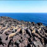 Nearly 14,000 volunteers analysed 57,838 drone images of Galapagos marine iguanas; researchers found their counts needed correction |