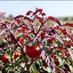 Cornell scientists engineered tomatoes that turn red-purple when nitrogen is low and are testing whether the colour change can help farmers use fertiliser more precisely |