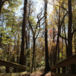 Georgia has begun a 10-year restoration of 132 acres at Towaliga Preserve, using a data-centre partnership to rebuild forest habitat on one of Henry County's largest undeveloped properties