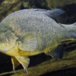 Researchers returned 4,450 pieces of timber to 110 km of Australia's Murray River; over seven years, Murray cod abundance tripled and golden perch density doubled in the restored reach