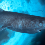 Greenland fishers propose $45 bounty per heart to cull 1,000 sharks that can live 400 years; then the plan was halted after the government questioned its legality