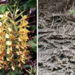 Hawaii introduced Himalayan ginger as an ornamental in the 1940s; the seven-foot plant now forms dense thickets that stop native tree seedlings from growing |
