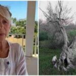 Helen Mirren, 81, is on a mission to save Italy’s 1,500-year-old olive trees; deadly Xylella fastidiosa bacteria has wiped out 22 million trees since 2013; 'We have to save these trees,' she says