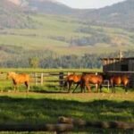 In 2022, California's 4.2-acre Rancho Cariñoso asked $109 million; after years of price cuts, the beachfront horse ranch sold at auction for $22.55 million, with nearly an acre of private beach