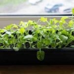 How to grow spinach indoors: Easy tips to enjoy fresh, leafy greens all year round |