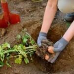 How to plant potatoes in fall: Simple tips to get a head start on next season’s harvest |