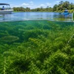 An aquarium plant escaped into Florida waterways in the 1950s; within 40 years, hydrilla had spread to over 70% of the state’s watersheds | World News