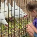 In 2016, a Texas couple took in two unwanted dairy goats in their tiny South Austin backyard; 10 years later, Austin Farm Sanctuary covers 95 acres and cares for more than 250 rescued farm animals