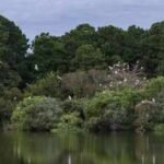 In 1985, Charleston Museum received over 700 acres on James Island from the Dill family; 41 years later, it is putting over $15 million in easement value towards permanently blocking development