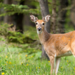 In 1992, Mike and Dana Blevins bought a 300-acre Missouri property where cattle and heavy hunting had damaged the deer habitat; 34 years later, their restoration work has helped turn the land into a managed refuge for a thriving herd