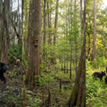 In 1992, the Louisiana black bear faced endangered status with just 150 animals in its habitat, but decades of conservation helped the species recover and gain removal from the federal list in 2016 |